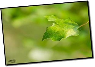 Monólogo de una esperanza / Gloria Gayoso