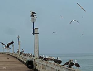 Gaviota / Gloria Gayoso